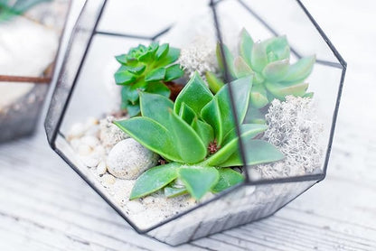 LANDEN NanshaPure Natural Sand 11lbs (3L) for Reef or Hardwater Aquarium, Premium Aragonite Cosmetic Sand for Saltwater and Marine Aquascape, Substrate for Cichlid, Harlequin Shrimp and Hermit Crab