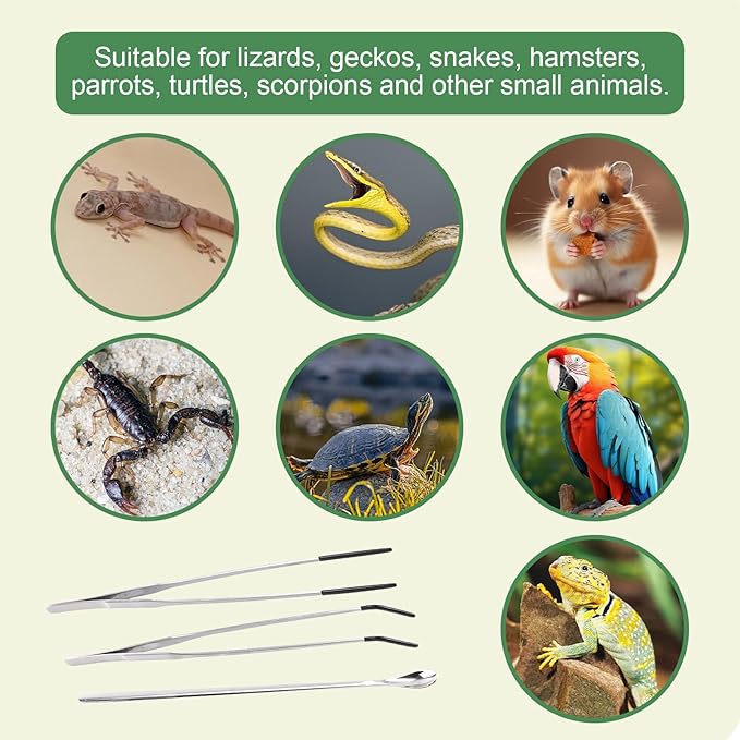 3Pcs Reptile Feeding Tool Set, 2 Tipped Tongs and 1 Feeding Spoon, Stainless Steel Crested Gecko Feeding Spoon for Geckos, Lizards, Bearded Dragons, Small Animals (Silver)