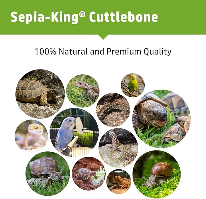 Extra Large - 100% Natural Calcium Supplement - Premium Cuttlebone Perfect for Birds, Tortoises, Snails, Reptiles - Pack of 3