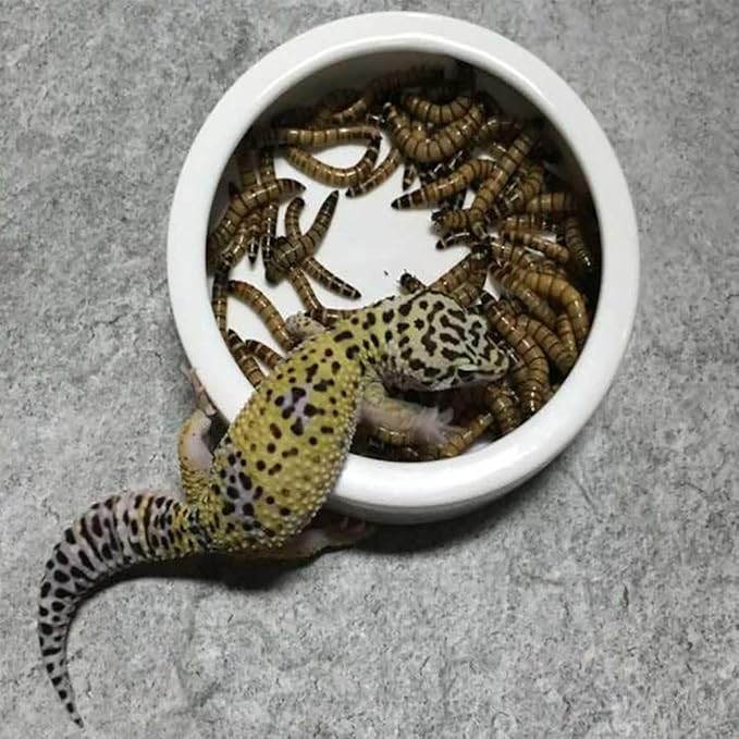 Tfwadmx 2 Pack Reptile Food Bowl, Mini Ceramic Water Feeder Bowl, Reptile Worm Feeding Dish for Lizard Turtle Bearded Dragon Anoles Crested Gecko Hermit Crab Leopard Gecko Chameleon Corn Snake