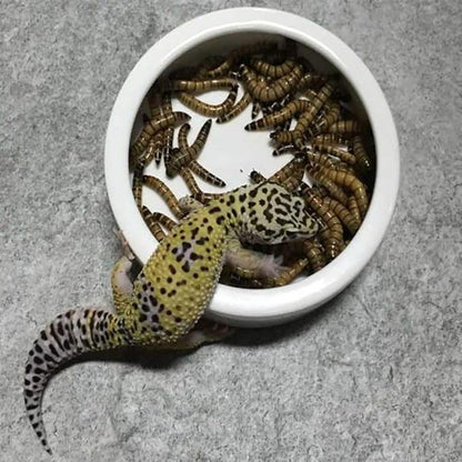 Tfwadmx 2 Pack Reptile Food Bowl, Mini Ceramic Water Feeder Bowl, Reptile Worm Feeding Dish for Lizard Turtle Bearded Dragon Anoles Crested Gecko Hermit Crab Leopard Gecko Chameleon Corn Snake