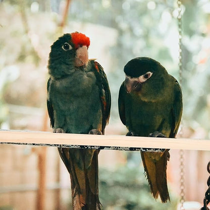 Wood Bird Perch Stand 5pcs Parrot Cage Stick Standing Sticks Climbing Branch Rod Bird Cage Grinding Toy for Cockatiels Parakeet （10+15+20+25+30 CM）