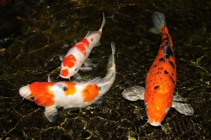 Aquatic Foods Inc. Crickets - Freeze-Dried All Natural Crickets for Large Fish, Reptiles, Turtles, Birds, Hamsters, Hedgehogs, Sugar Gliders, All Lizards…2oz Med Round Jar