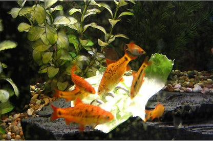 Fish Tank Aquarium Vegetable Feeder, Bottom Sinking Loach Feeder, Aquarium Vegetarian Feeder, Malawi Cichlid Snail Fresh Food Holder for Bottom Feeders 1 Pack