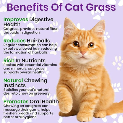 NatureZ Edge Premium Cat Grass Seeds for Indoor Cats, Non GMO - 1/2 lb Oat & Barley Grass for Indoor Cats, Cat Plant, Kitty Lawn, Pet Grass, Hierba para Gatos, Made in USA