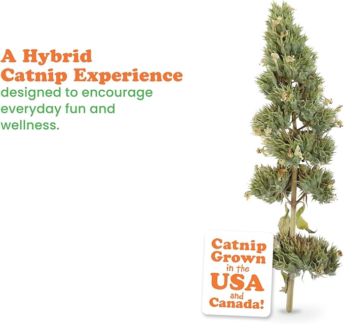 Meowijuana | Dried Catnip Buds Jar | Premium Organic Catnip | Grown in North America | Perfect for Cat Toys | Fresh Catnip for Extended Playtime | Elevate Your Cat's Enjoyment