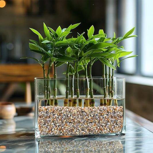 HappyFiller 6 LB Natural Coarse Sand Real Silica Sand Vase Filler,Arts Crafts,Beach Theme,Wedding Ceremony,Home Decoration,Aquarium Tank,Fire Pits,Succulents Plants,Animal Bedding,Zen Garden