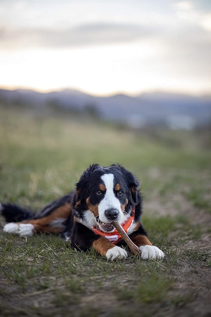 Nylabone Healthy Edibles Natural Dog Chews Long Lasting Peanut Butter Flavor Treats for Dogs, X-Large/Souper (1 Count)