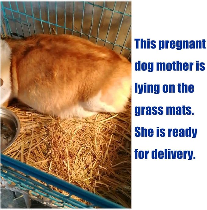 Grass Mat Woven Bed Mat for Small Animal 3PCS Large Bunny Bedding Nest Chew Toy Bed Play Toy for Guinea Pig Parrot Rabbit Bunny Hamster Rat