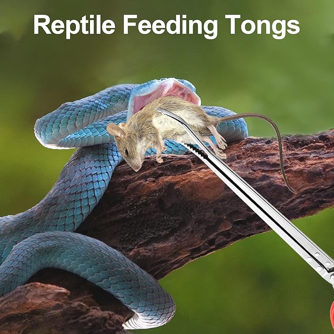 2PCS Reptile Feeding Tongs, Extended Stainless Steel Snake Feeding Tongs, Straight and Curved Feeding Tong, can be used for Snakes, Reptiles, Bathtubs, Aquarium Terrarium Supplies（15 "）