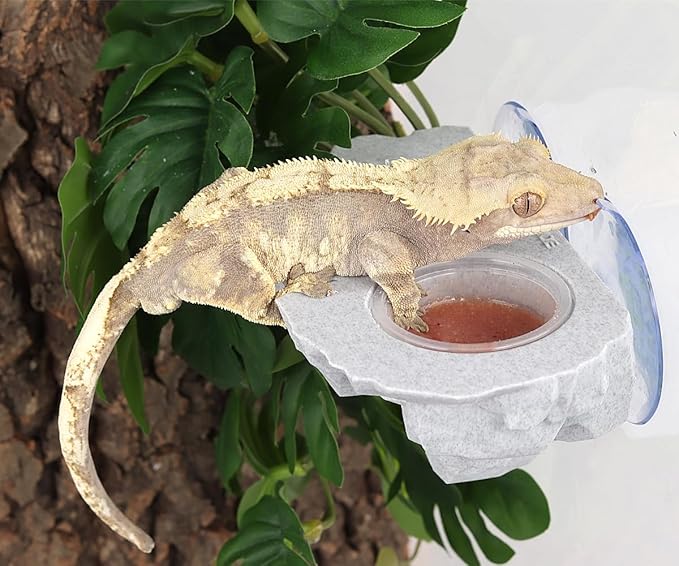 Crested Gecko Feeding Ledge with 10Pcs 0.5oz Food Dish Feeder Bowls