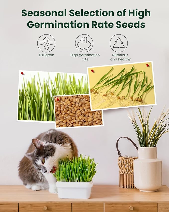 Cat Grass Kit for Indoor Cats - 3 Pack | Organic Wheat Grass Seeds, Grows in 7 Days | Digestive Health & Reduces Hairball | Gift for Cat Lovers with BPA-Free Planters, Soil & Non-GMO Seeds