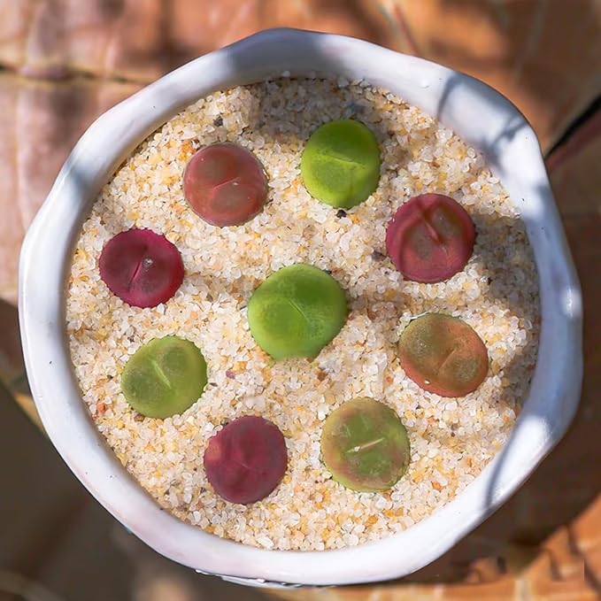 Aquarium Sand, 5lbs Beige Fish Tank Sand, Aquarium Gravel Substrate for Aquascaping, Vivariums, Terrariums, Plants and Crafts