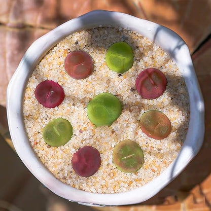 Aquarium Sand, 20lbs Beige Fish Tank Sand, Aquarium Gravel Substrate for Aquascaping, Vivariums, Terrariums, Plants and Crafts