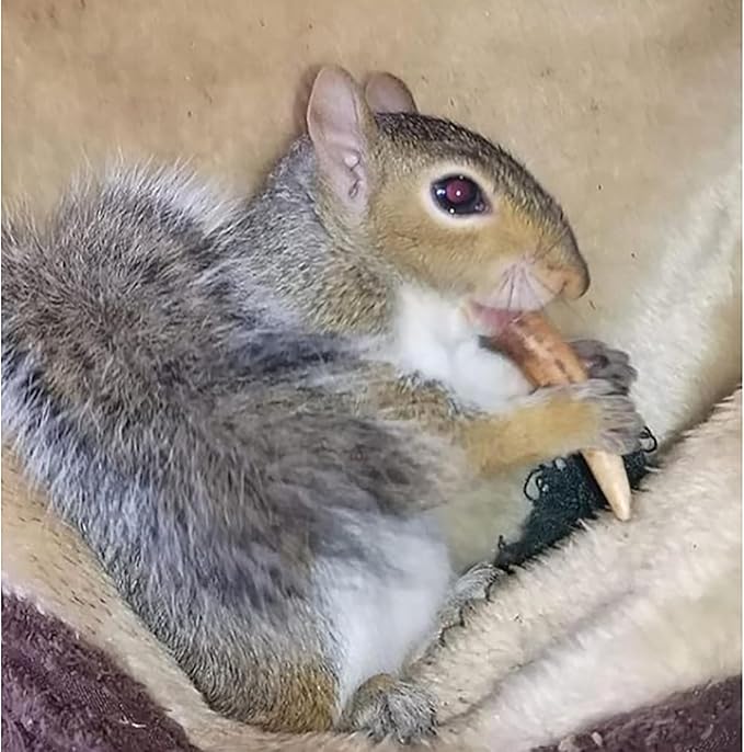 Exotic Nutrition Antler Chews - Safe Small Animal Chew - Natural Source of Healthy Minerals - Chinchilla, Hamster, Degu, Prairie Dog, Squirrel and Other Chewing Pets