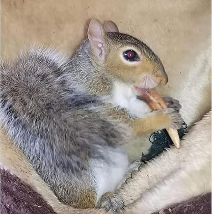 Exotic Nutrition Antler Chews - Safe Small Animal Chew - Natural Source of Healthy Minerals - Chinchilla, Hamster, Degu, Prairie Dog, Squirrel and Other Chewing Pets