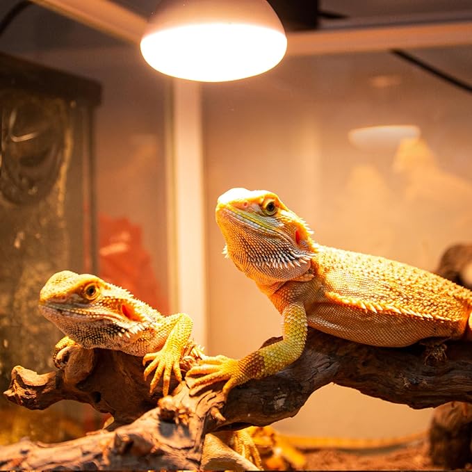 REPTI ZOO Reptile Heat Lamp, 2 Pack 50W Daylight Basking Spot Lamp for Reptiles UVA Daylight Heating Lamp Bulb Basking Light for Bearded Dragon, Tortoise, Geckos, Chicken