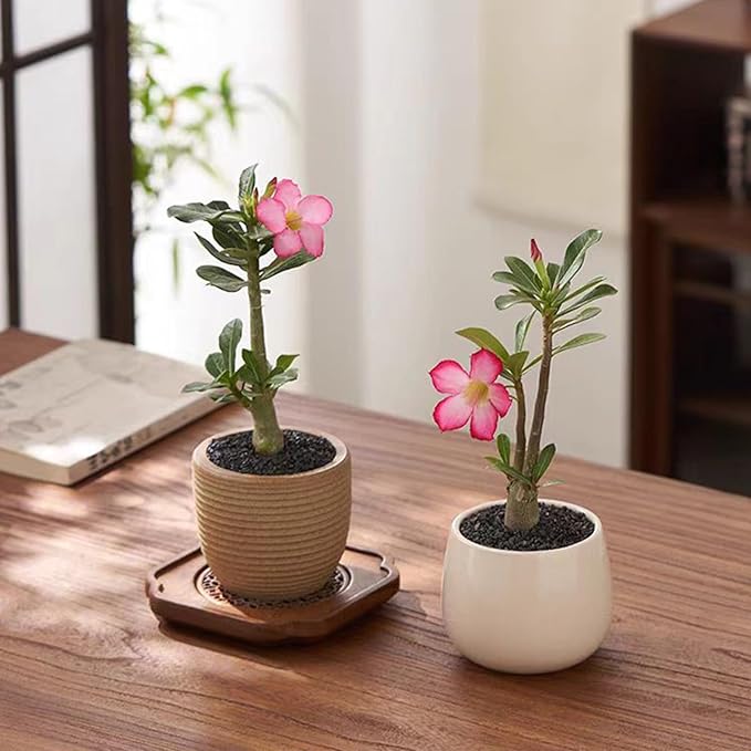 20 lbs Black Silica Sand. Decorative Aquarium Gravel Substrate for Fish Tank, Plants Potted, Fire Pits, Candle, Vase Filler and Crafts