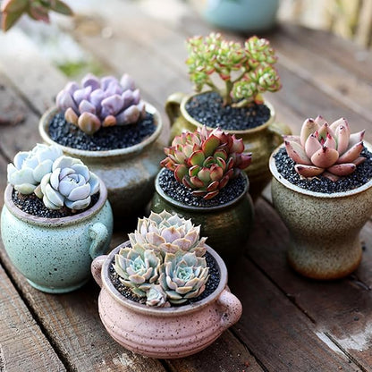 TOYPOPOR 6lb Succulents and Cactus Black Sand, Décor & Additive Tiny Stones, DIY Rocks Gravel, Decorative Pebbles for Bonsai, Fairy Gardening, Terrarium, Vases Fillers, Top Dressing