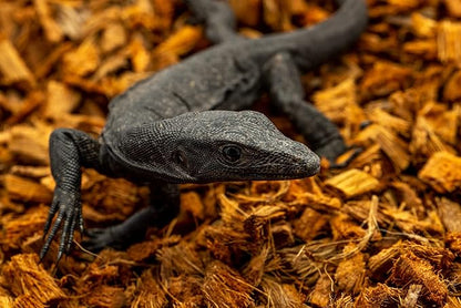 ReptiChip Reptile Bedding Loose Coconut Chip 12 Quart 2 Pack Coco Husk Substrate Mulch for Snake Habitat, Ball Python Terrarium, Turtle Tanks, Tortoise Enclosure