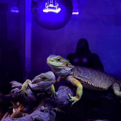 REPTI ZOO 2PCS Reptile Night Heat Lamp, 50W Moonlight Heat Bulb Infrared Heating Light Purple Reptile Heat Lamp Night Bulb for Bearded Dragon, Lizard, Snake, Turtle