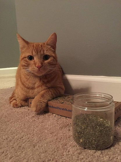 Purple Haze Catnip, Premium Blend Safe for Cats, Infused with Maximum Potency Your Kitty is Sure to Go Crazy for (1 Cup)