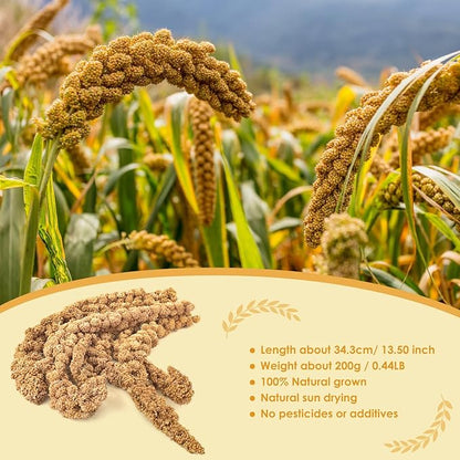 KATUMO Spray Millet Treats, 7Oz / 200g Natural Sun-Dried Bird Treats for Parakeet Conure Cockatiel Finch Pigeon Hamster Canary