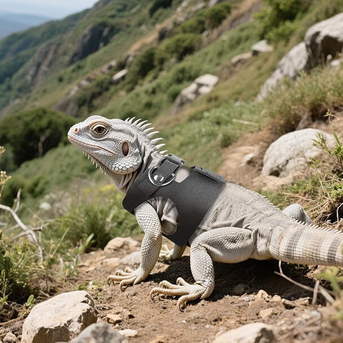 Black Bearded Dragon Leash and Harness Set, 3 Size Easy Walk Bearded Dragon Harness, Adjustable Traction Rope Ferret Harness and Leash Set Cat Rat Accessories Stuff for Squirrel