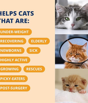 Under the Weather Pet Electrolytes Ready Cal Plus Gel for Cats | Vet-Formulated High-Calorie Supplement for Cats & Kittens | Promotes Weight Gain & Boosts Energy for Sick Felines | 3.5 Oz Tube Pack