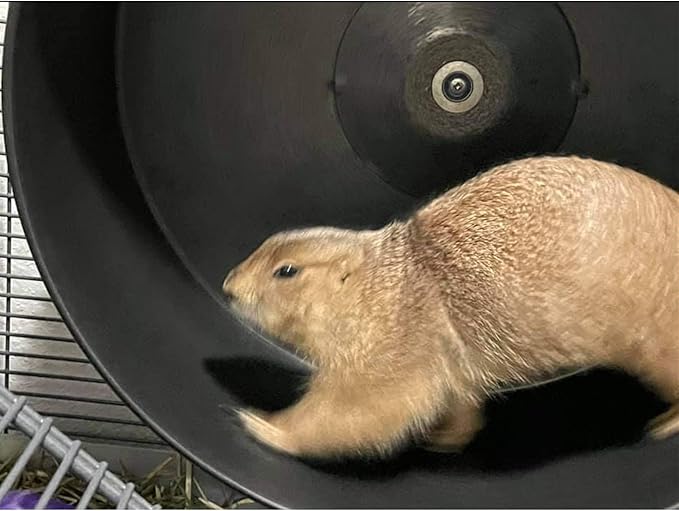 15" Chin-Sprint : All-Metal Durable, Fast Exercise Wheel - for Chinchillas, Prairie Dogs, Rats, Degus, Hedgehogs, Opossums & Other Small Pets (Black)