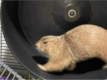 15" Chin-Sprint : All-Metal Durable, Fast Exercise Wheel - for Chinchillas, Prairie Dogs, Rats, Degus, Hedgehogs, Opossums & Other Small Pets (Black)