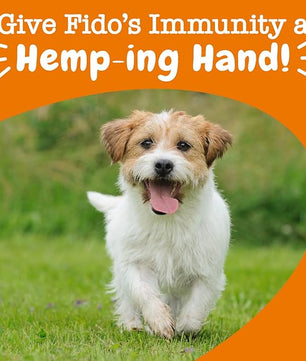 Zesty Paws Dog Allergy Relief - Anti Itch Supplement - Omega 3 Probiotics for Dogs - Salmon Oil Digestive Health - Soft Chews for Skin & Seasonal Allergies - with Epicor Pets – Hemp - 90 Count…
