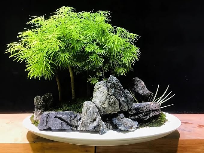 Natural Seiryu Dragon Stone - 11 Pound Aquarium Landscape Rock for Fish Tank Decorative Stones, Reptile and Amphibious Tank 3-8 Inch Aquarium Decoration