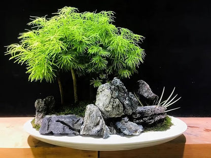 Natural Seiryu Dragon Stone - 11 Pound Aquarium Landscape Rock for Fish Tank Decorative Stones, Reptile and Amphibious Tank 3-8 Inch Aquarium Decoration