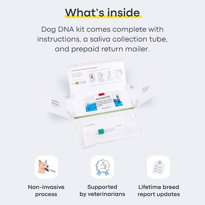 Basepaws Dog DNA Testing Kit - 300+ Breeds, 280+ Health Risks, and 30+ Traits - Comprehensive Mixed Breed Identification, Pet DNA Test kit, Canine Genetic Ancestry and Heritage