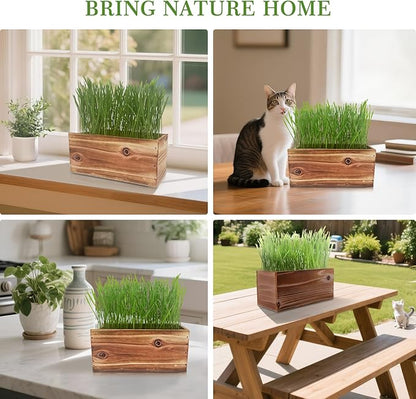 5-Pack Cat Grass Kit for Indoor Cats with Wood Planter, Grow Organic Non-GMO Wheat Grass in 4-7 Days, Aids Digestion & Hairball Control, Ideal Birthday Gift for Cat Lovers