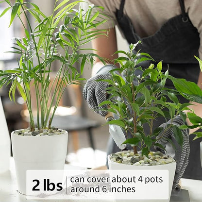 2LB Succulent and Cactus Pebbles, 1/5 Inch Jade Natural Decorative Polished Stones, River Rocks for for Indoor Plants, Vases, Planters and Outdoor Gardening