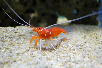 Aquatic Foods Inc. 8mm - 1/3" Spirulina & Green Algae Sinking Wafers for Shrimp, Snails, Crabs, Crayfish, Plecos, Catfish, Bottom Fish, All Tropical Fish...WL…2-lbs Foil Pouch Bag