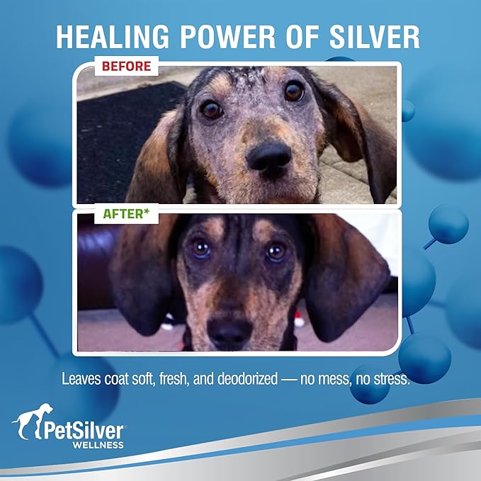 PetSilver Waterless Dog Shampoo - No Rinse Bath & Dry Shampoo for Dogs - Odor Control for Smelly Coats - Cleans, Conditions & Moisturizes - Hypoallergenic & Fragrance-Free - Patented Silver - 5 fl oz