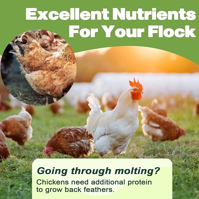 Dried Mealworms -11 LBS- 100% Natural Non GMO High Protein Mealworms - Bulk Mealworms for Wild Birds, Chicken Treats, Hamster Food, Gecko Food, Turtle Food, Lizard Food