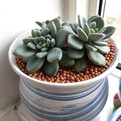 Clay Pebbles Gardening Ceramsite Orchid Hydroponic Grow Media Clay Rocks Drainage Water Purification Ceramsite Decor Cultivation Soil Stone Horticultural Grade for Soil Hydroponics Aquaponics 2.2lb