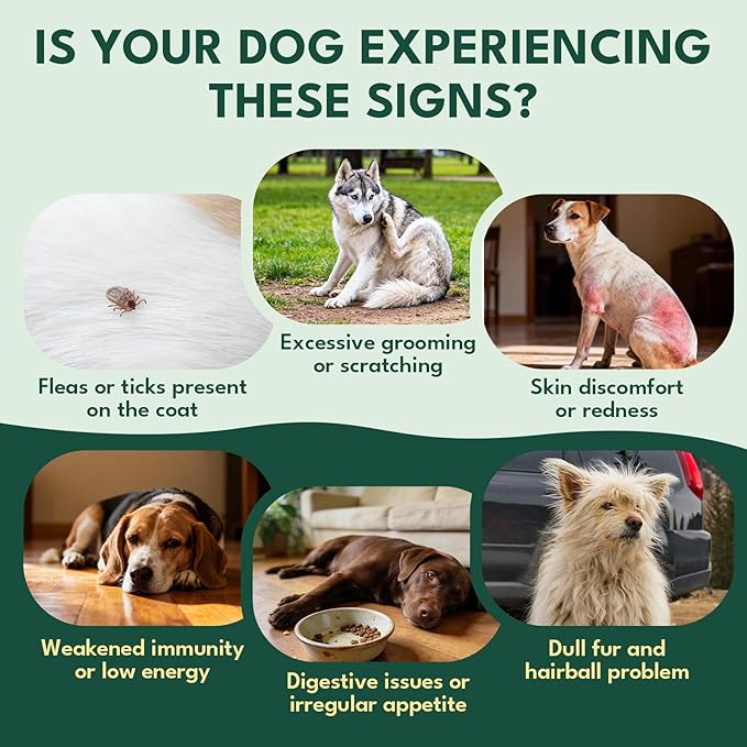 YOTANGO Dog Flea and Tick Support Crunchy & Creamy Chewables, 500 Chews Natural Flea and Tick Support for Dogs Chewable, Skin and Coat Support, Flea Chews for Dogs and Puppies (Beef Flavor)