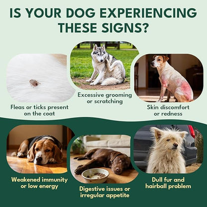 YOTANGO Dog Flea and Tick Support Crunchy & Creamy Chewables, 500 Chews Natural Flea and Tick Support for Dogs Chewable, Skin and Coat Support, Flea Chews for Dogs and Puppies (Beef Flavor)