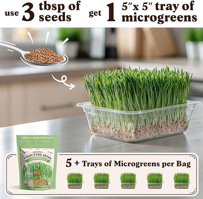 Seedboy Organic Wheatgrass Seeds for Microgreens - Non-GMO, USA Grown Microgreens Sprouting Seeds Mix (8 oz) (Hard Red Spring Wheatgrass)