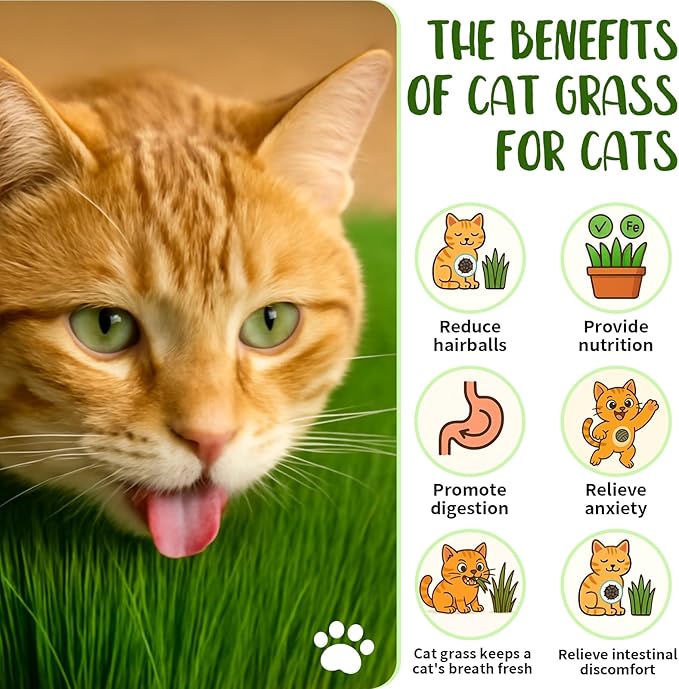 18oz Large Pack Cat Grass Seeds Bulk - Over 14000+ Premium Cat Grass for Indoor Cats & Pets, High Germination Rate & Easy to Grow, Non-GMO Wheat Grass Seed for Planting(510g)