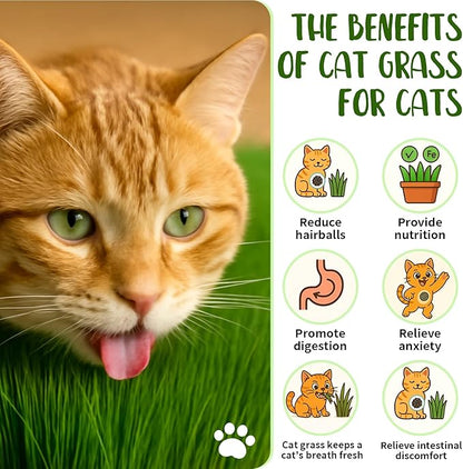 5Pack Cat Grass Seeds Kit - Cat Grass Seeds Growing Set for Indoor Cats, Non GMO Wheat Seed, Nutrient Soil & Planting Tools, Quick Germination, Perfect for Beginners