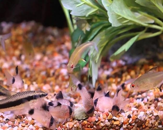 Aquatic Foods Inc. 12mm - 1/2" Spirulina, Algae, & Veggie Sinking Wafers for All Bottom Feeding Fish, Plecos, Catfish, Shrimp, Snails, Crabs. All Tropical Fish. - WL…2-lbs Foil Pouch Bag