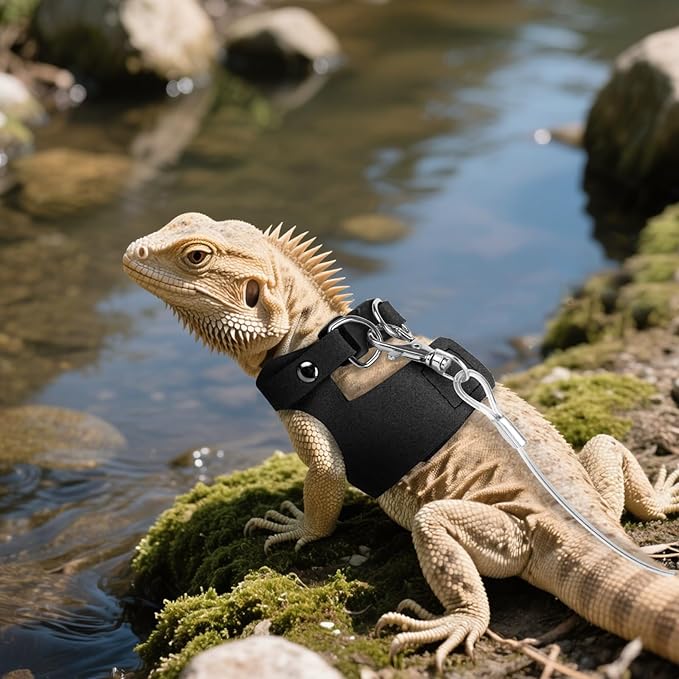 Black Bearded Dragon Leash and Harness Set, 3 Size Easy Walk Bearded Dragon Harness, Adjustable Traction Rope Ferret Harness and Leash Set Cat Rat Accessories Stuff for Squirrel