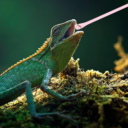 2Pcs Reptile Food Spoon Silicone Crested Gecko Feeding Spoon, Crested Gecko Food Mixing Spoon for Gecko Lizard Gargoyle Bearded