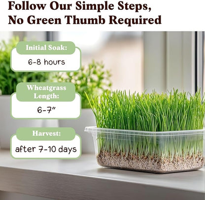 Seedboy Organic Wheatgrass Seeds for Microgreens - Non-GMO, USA Grown Microgreens Sprouting Seeds Mix (8 oz) (Hard Red Spring Wheatgrass)